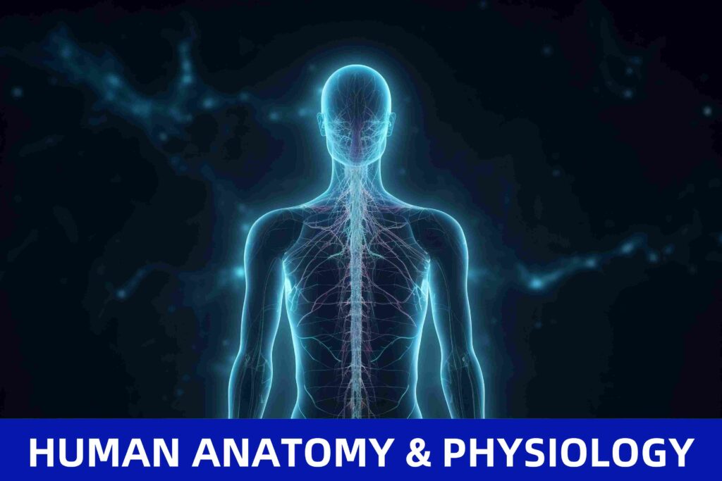 HUMAN ANATOMY AND PHYSIOLOGY