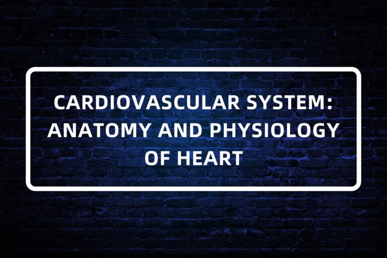 11. CARDIOVASCULAR SYSTEM - ANATOMY AND PHYSIOLOGY OF HEART