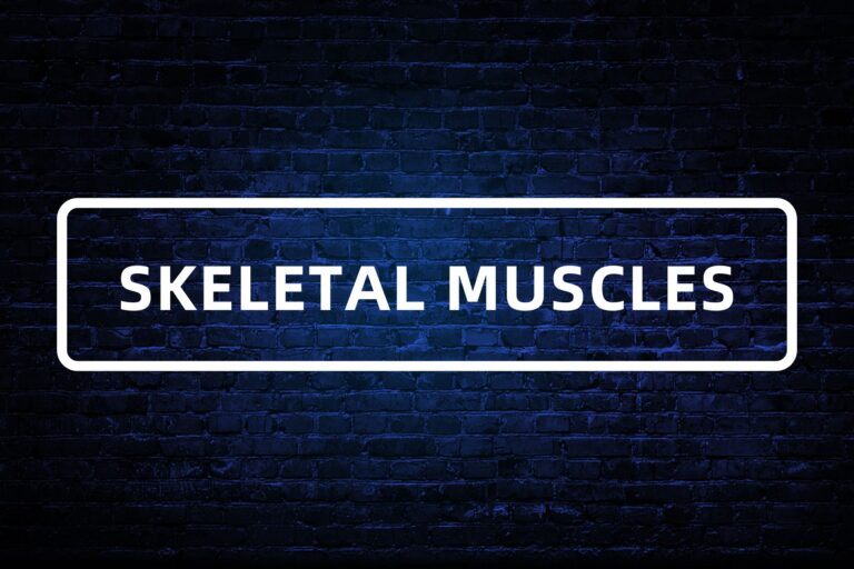 14. SKELETAL MUSCLES