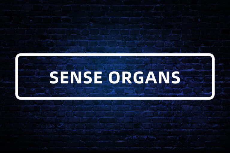 16. SENSE ORGANS