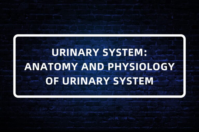17. URINARY SYSTEM - ANATOMY AND PHYSIOLOGY OF URINARY SYSTEM