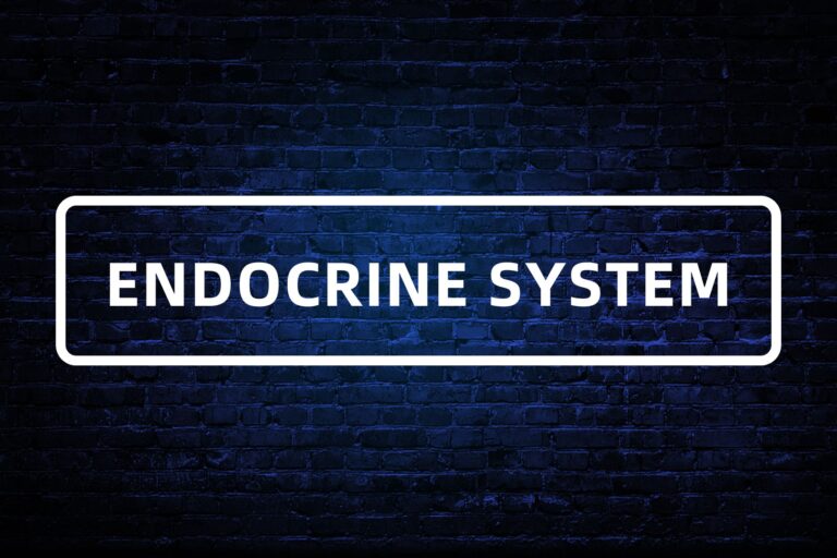 21. ENDOCRINE SYSTEM