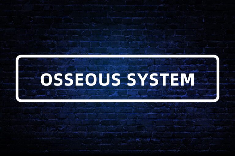 4. OSSEOUS SYSTEM