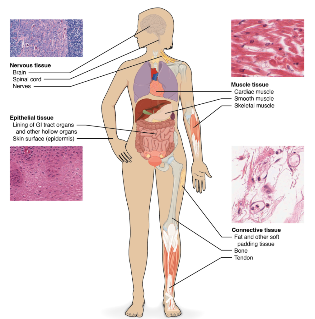 Four Types of Tissue in Human Body