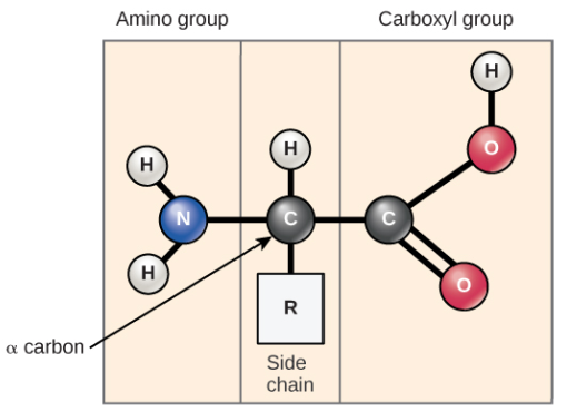 Amino acids have a central asymmetric carbon to which an amino group, a carboxyl group, a hydrogen atom, and a side chain (R group) are attached.