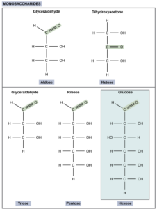 Monosaccharides