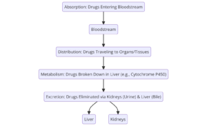Pharmacokinetics: ADME