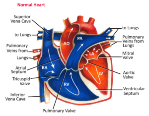 STRUCTURE OF HUMAN HEART